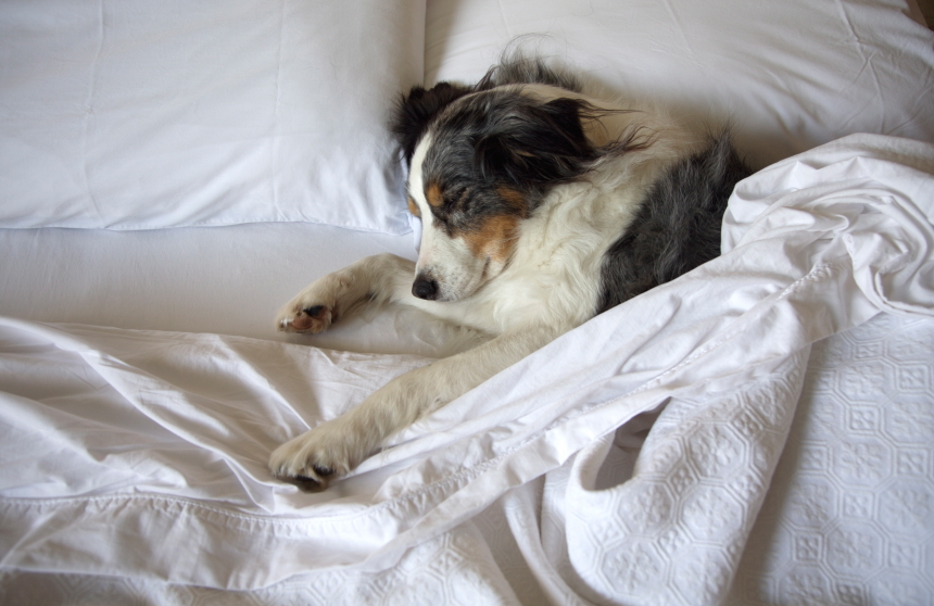 top-5-pet-friendly-hotels-in-north-carolina-tripswithpets